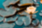 close-up-of-water-lily-on-pond.jpg