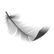 eine Feder - schwarz-weiß