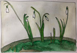 Snowdrops