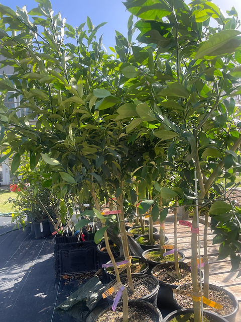 flying squid plant Bare-rooted]Alocasia 'Flying Squid'  [Dec Preorder]  Orchidmart