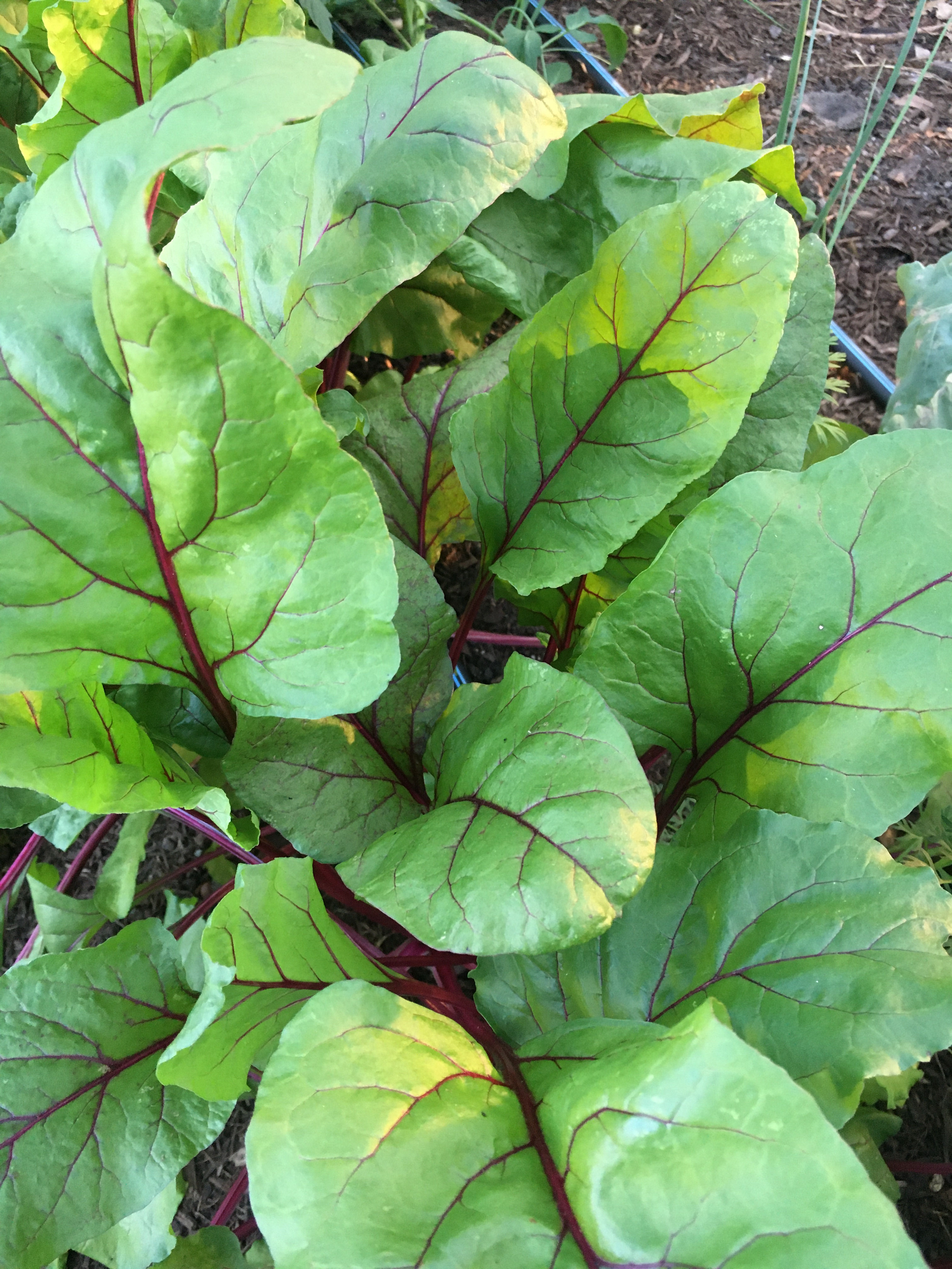 Beet Greens Bunch