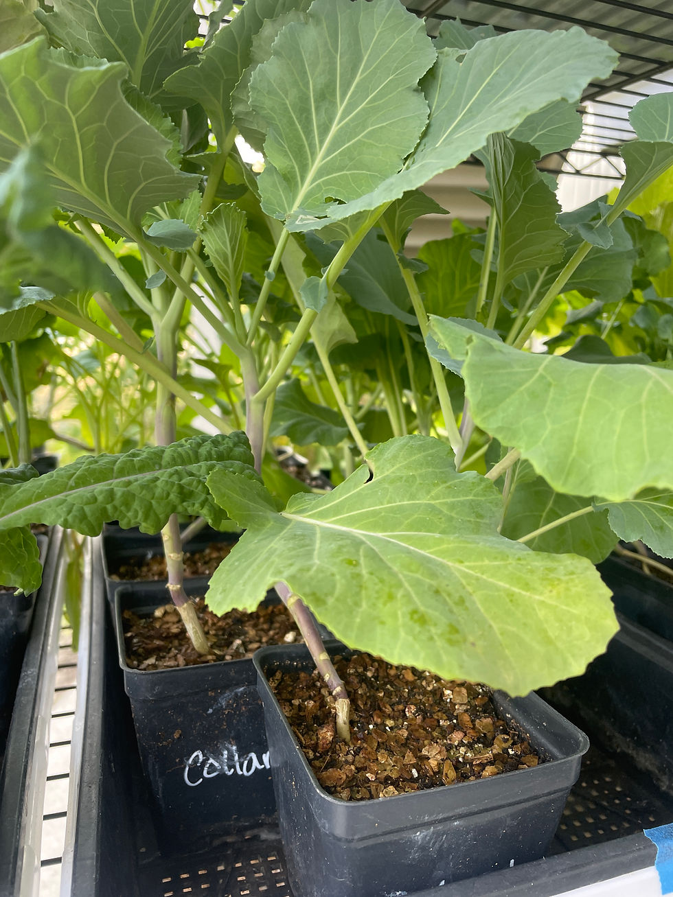 Plant - Collards