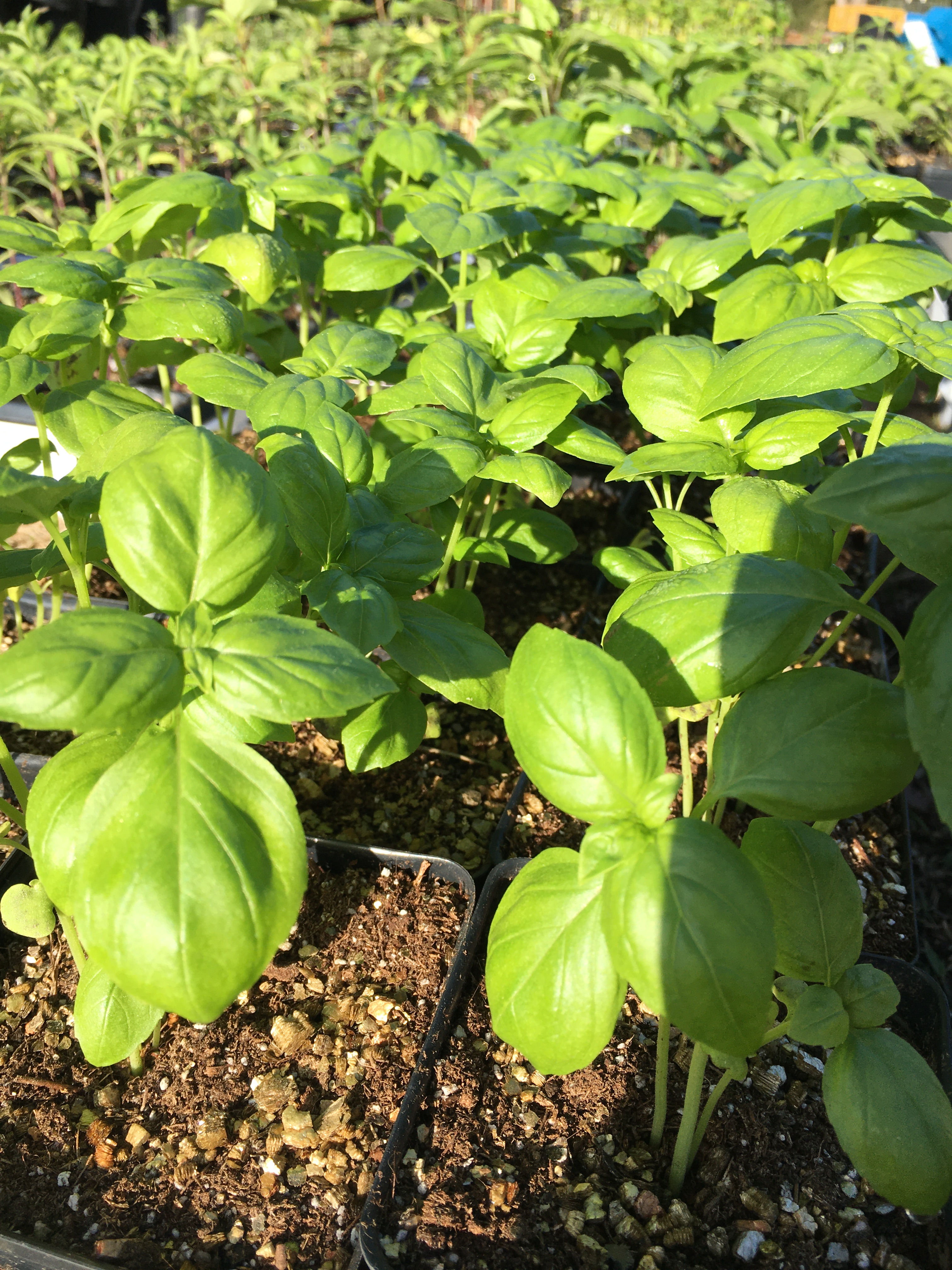 Plant - Basil - Genovese