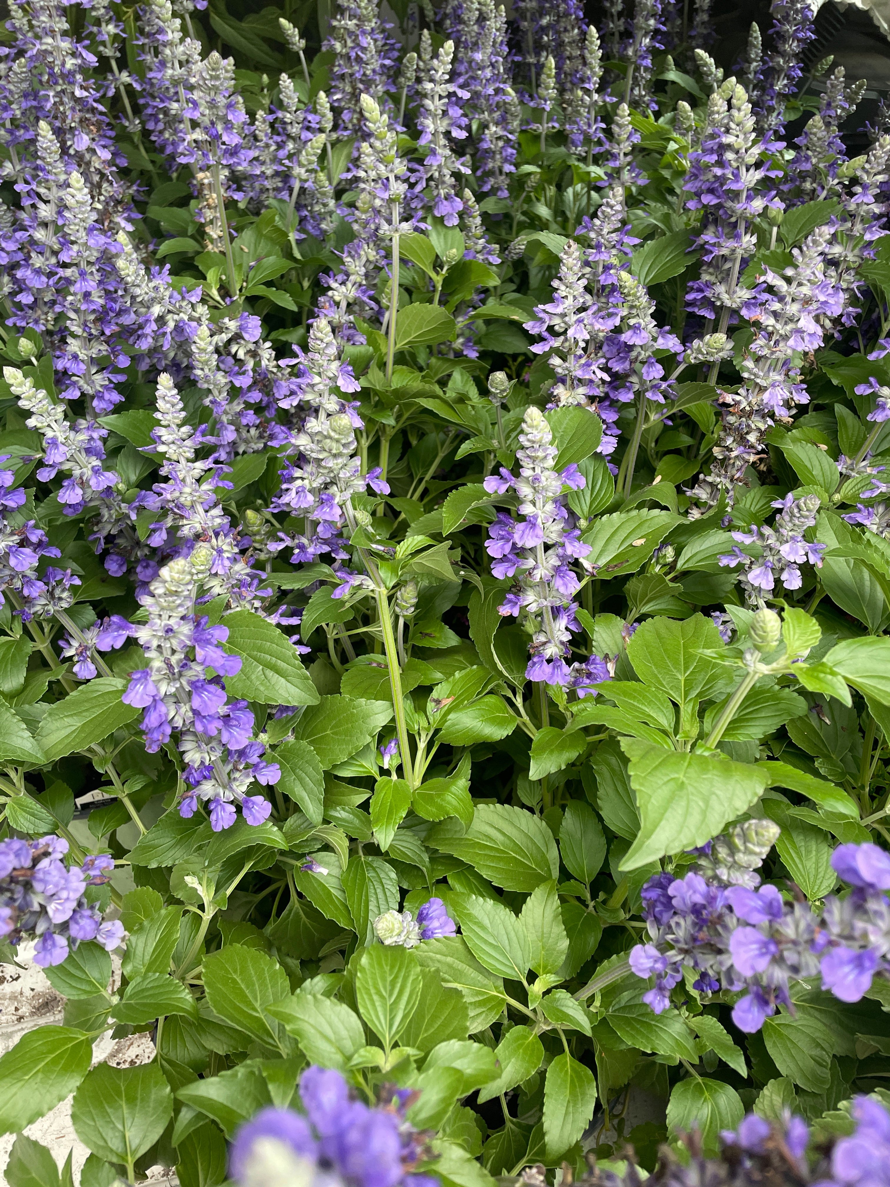 Blue Salvia