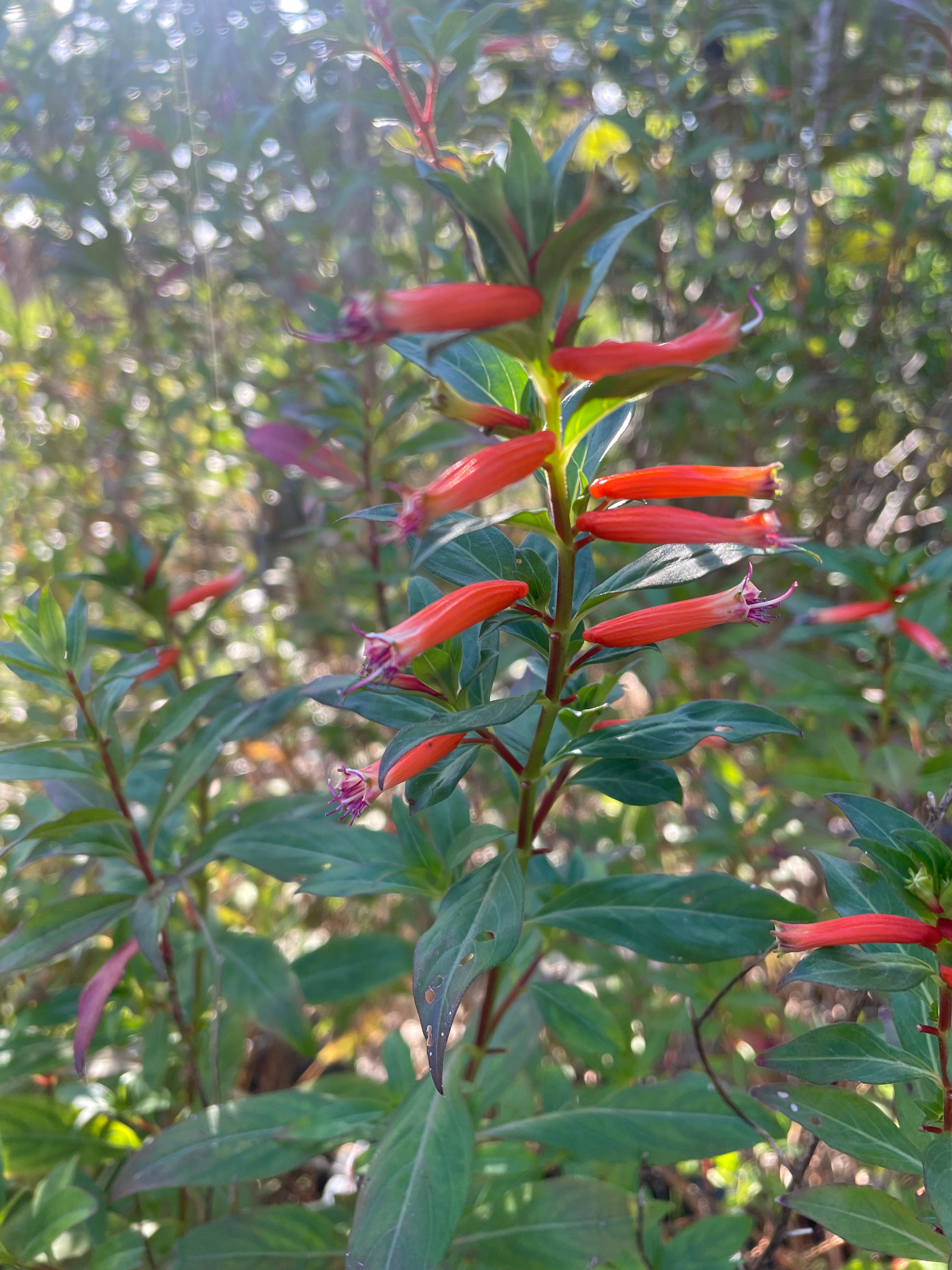 Hummingbird Magnet - Cigar Plant - 3g
