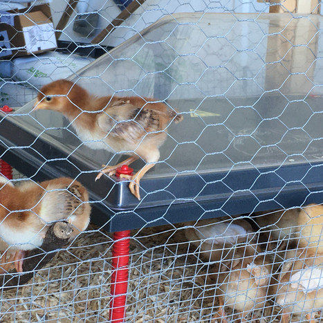 Chicks in their brooder just a few days old.