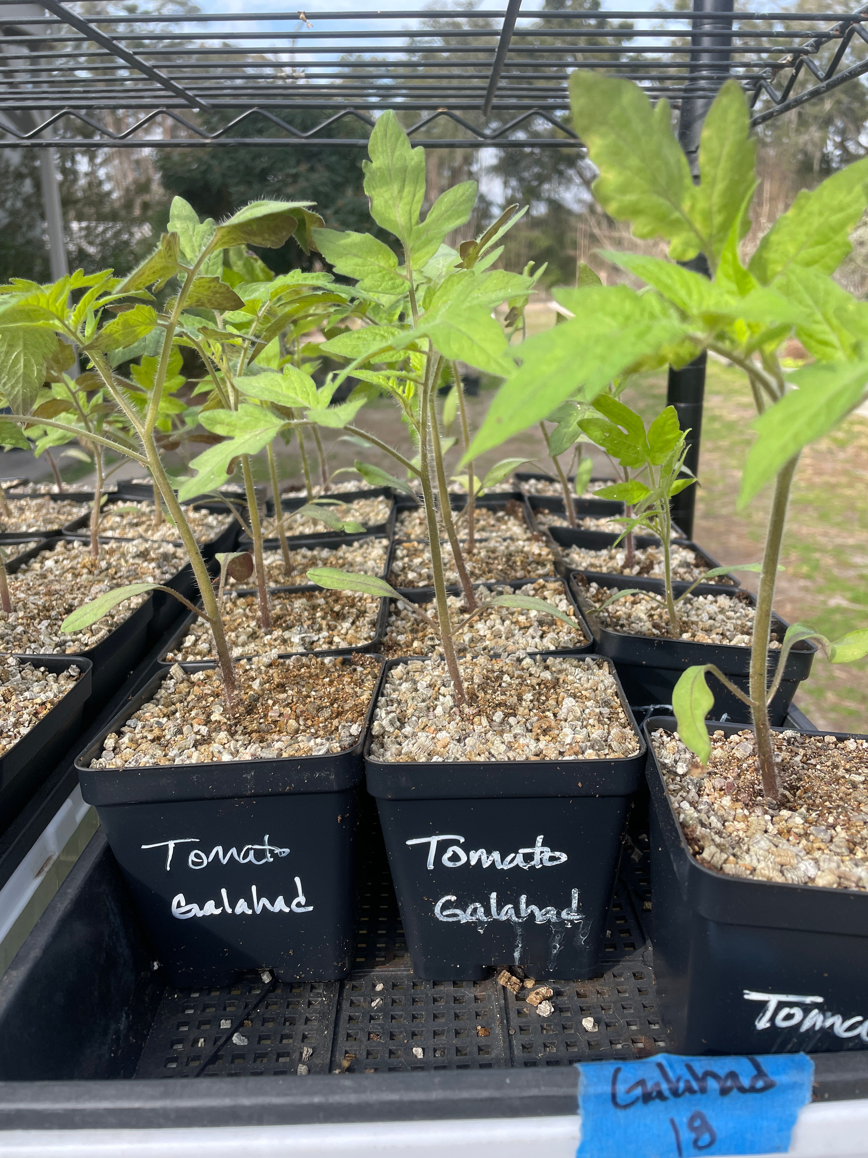 Plant - Tomato - Galahad