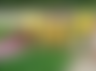 MORNING GLORY HARVEST