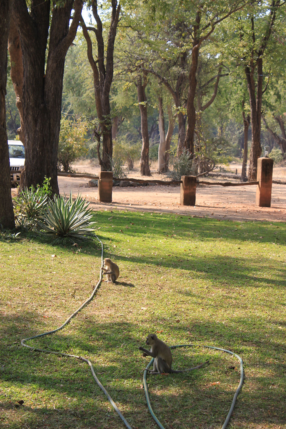 Vervet monkeys at Wildlife Camp