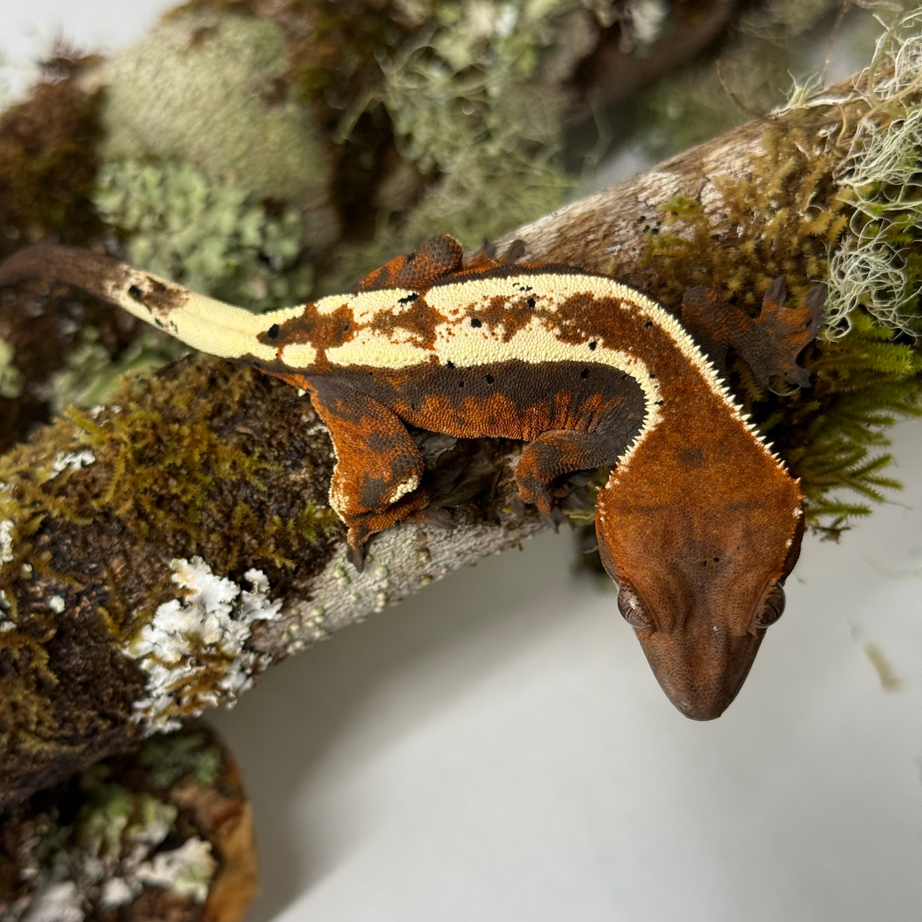 L3 - Epimorph Highway