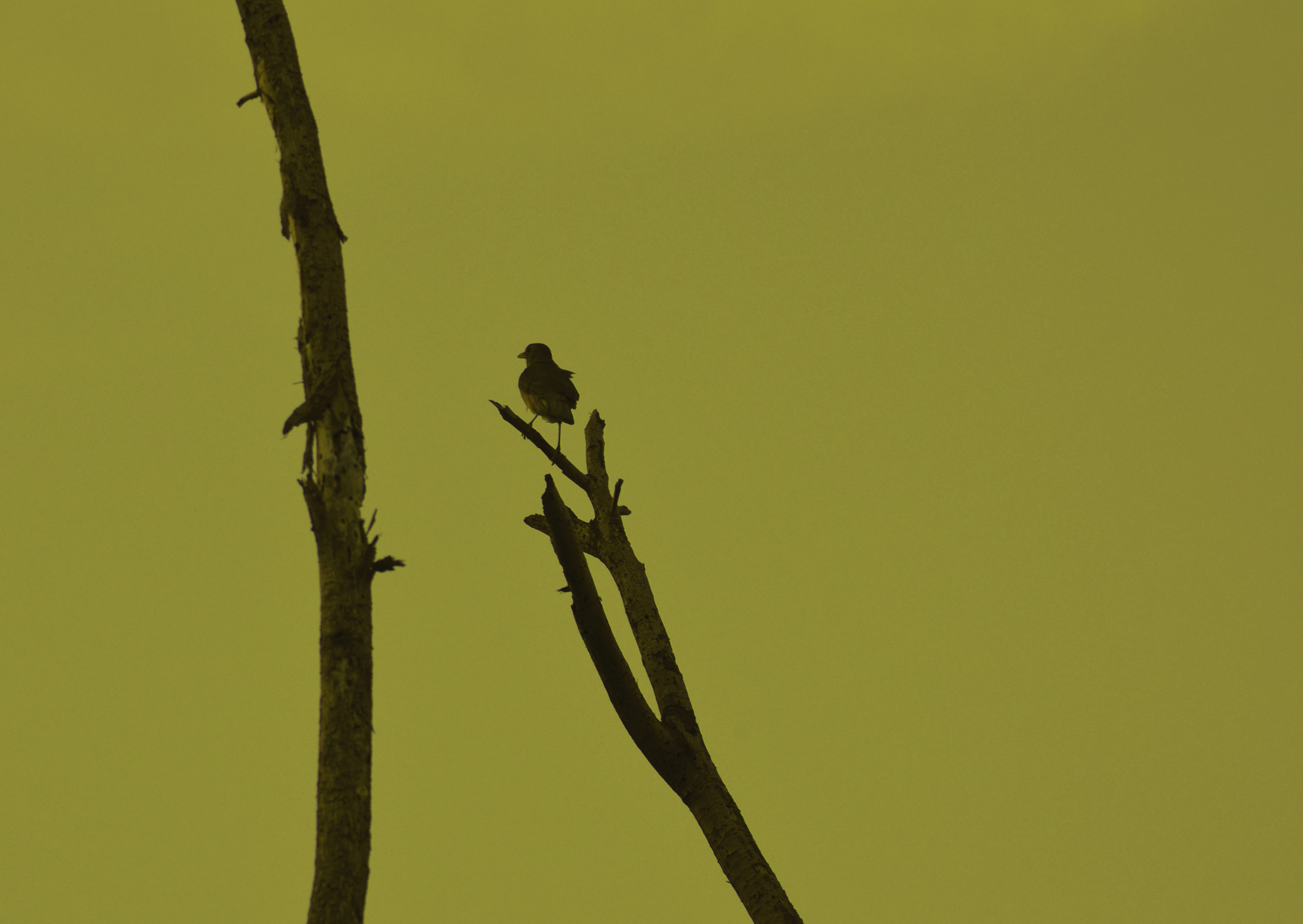 _DSC0109 green.png