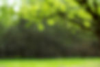 green background.jpg