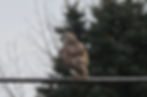 Red-Tailed Hawk