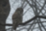 Barred Owl