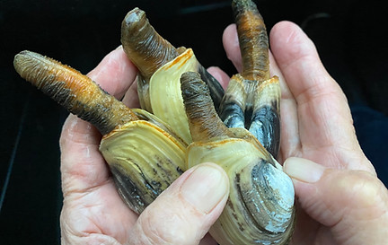 Inuit Country Recipes 