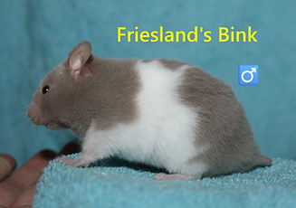 2. Bink.JPG