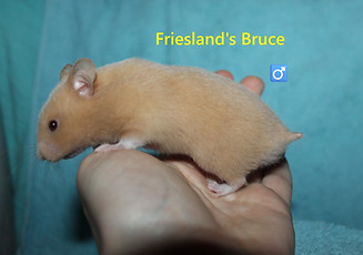 6. Bruce.JPG