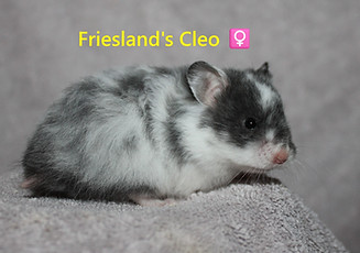 11. Cleo.JPG