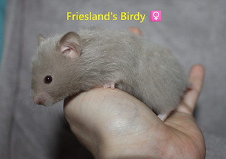 10. Birdy.JPG