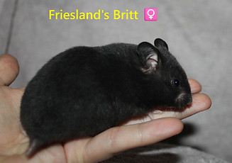 11. Britt.JPG