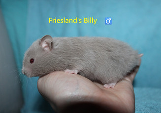 1. Billy.JPG