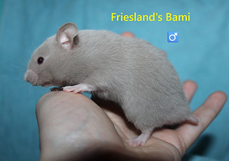 8. Bami.JPG