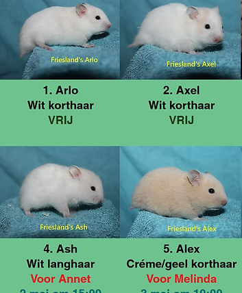 lijst beschikbaar.jpg