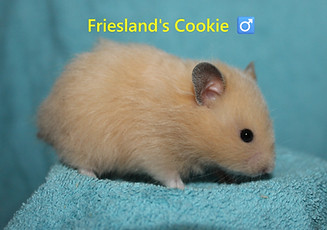 5. Cookie.JPG
