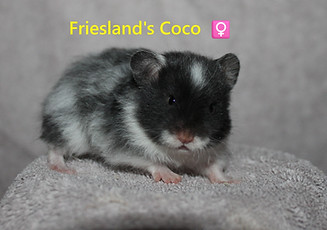 9. Coco.JPG