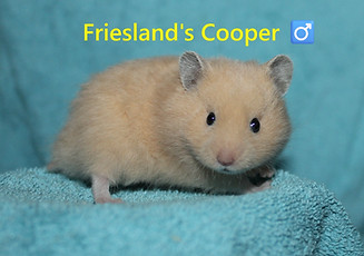3. Cooper.JPG