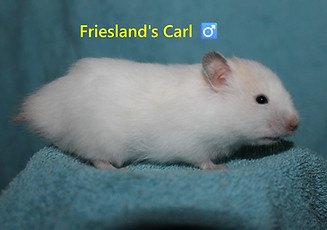 4. Carl.JPG