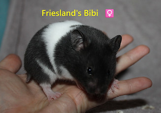 12. Bibi.JPG