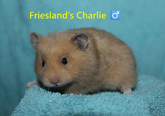 6. Charlie.JPG