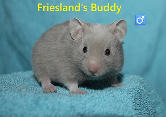 7. Buddy.JPG