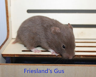 1. Gus.JPG