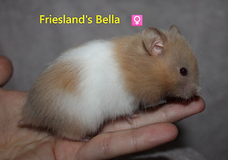 14. Bella.JPG