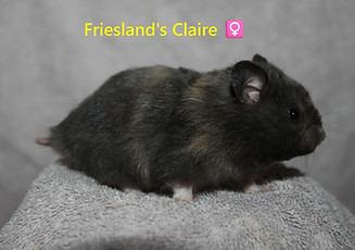 7. Claire.JPG