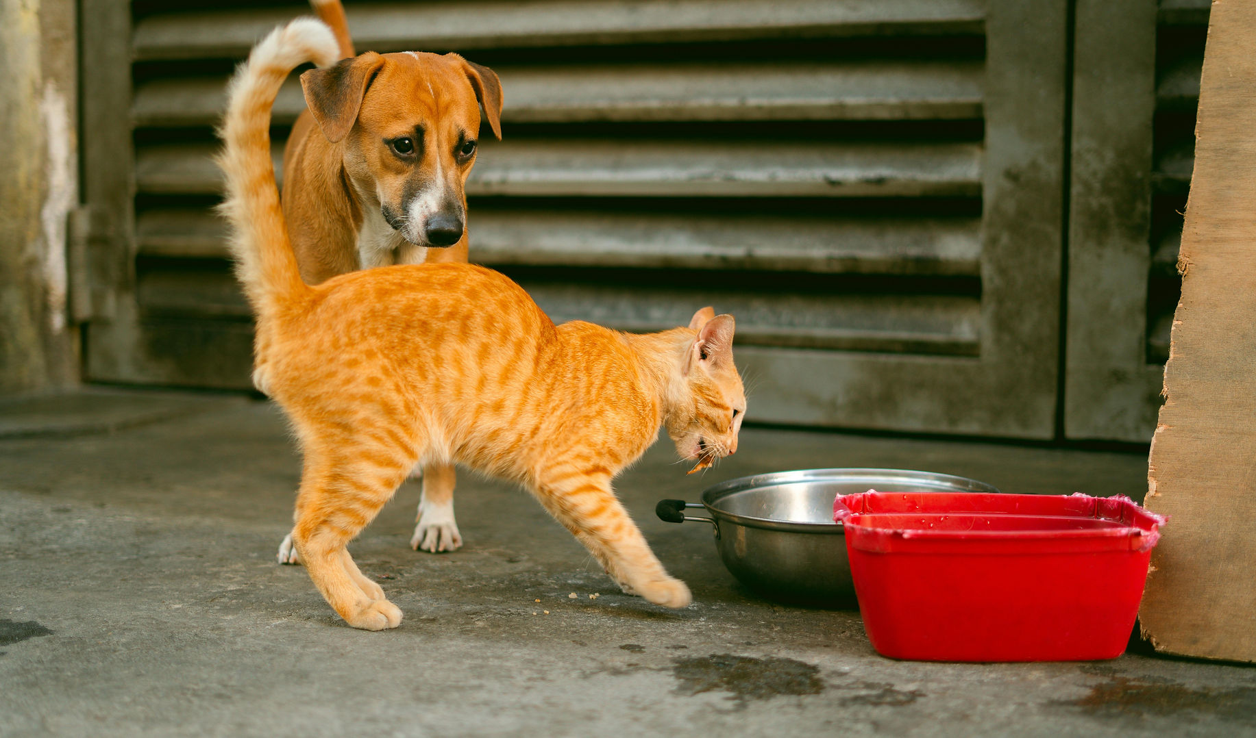 the-florida-cat-dog-project.jpg