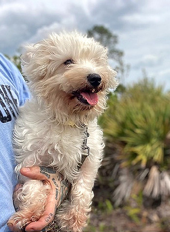 the-florida-cat-and-dog-project-rescue-m