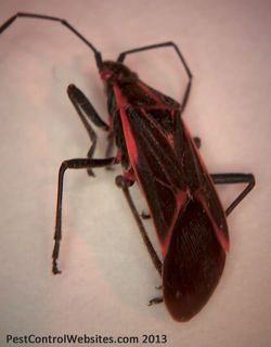 Boxelder Bug.jpg