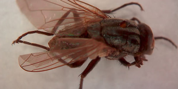 House Flies.jpg