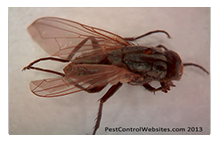 Flies.png