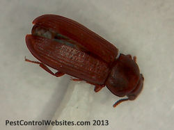Flour Beetle.jpg