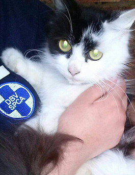 SPCA Pic of Cat slideimage_5.jpg