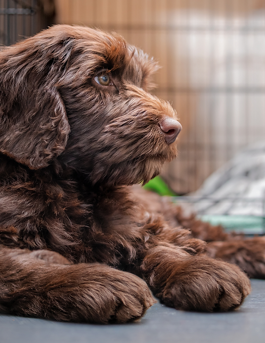 Dog in kennel.png