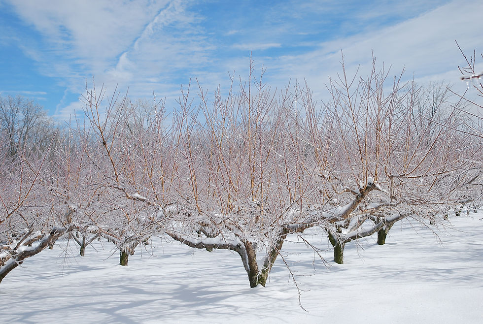 DSC_2462.JPG