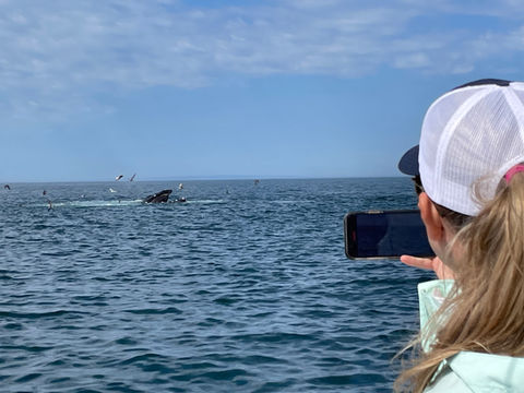 Whale watch