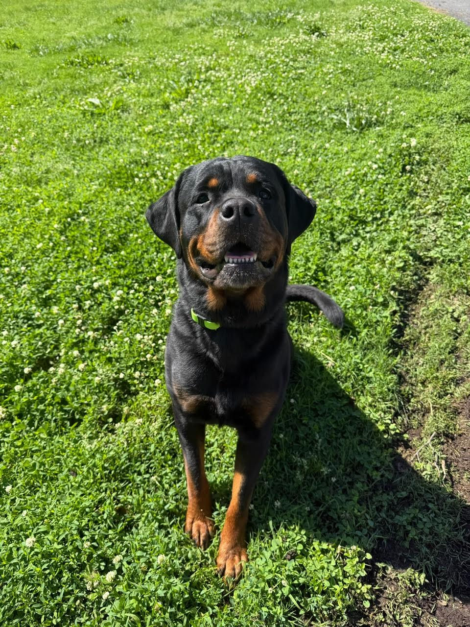 Why Summer Is the Perfect Time to Start Dog Training in Perryville, MD