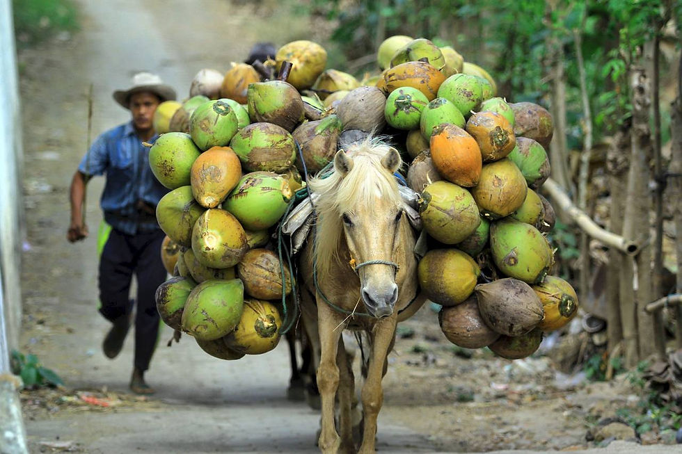 La historia de las plantaciones de coco