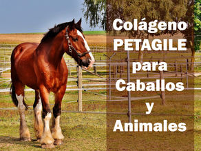 Colágeno PETAGILE para Caballos y Animales